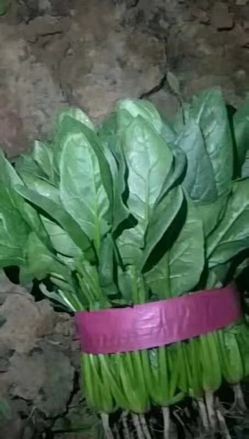 蔬菜精品菠菜新鲜蔬菜