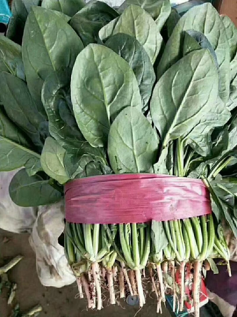 蔬菜精品菠菜新鲜蔬菜