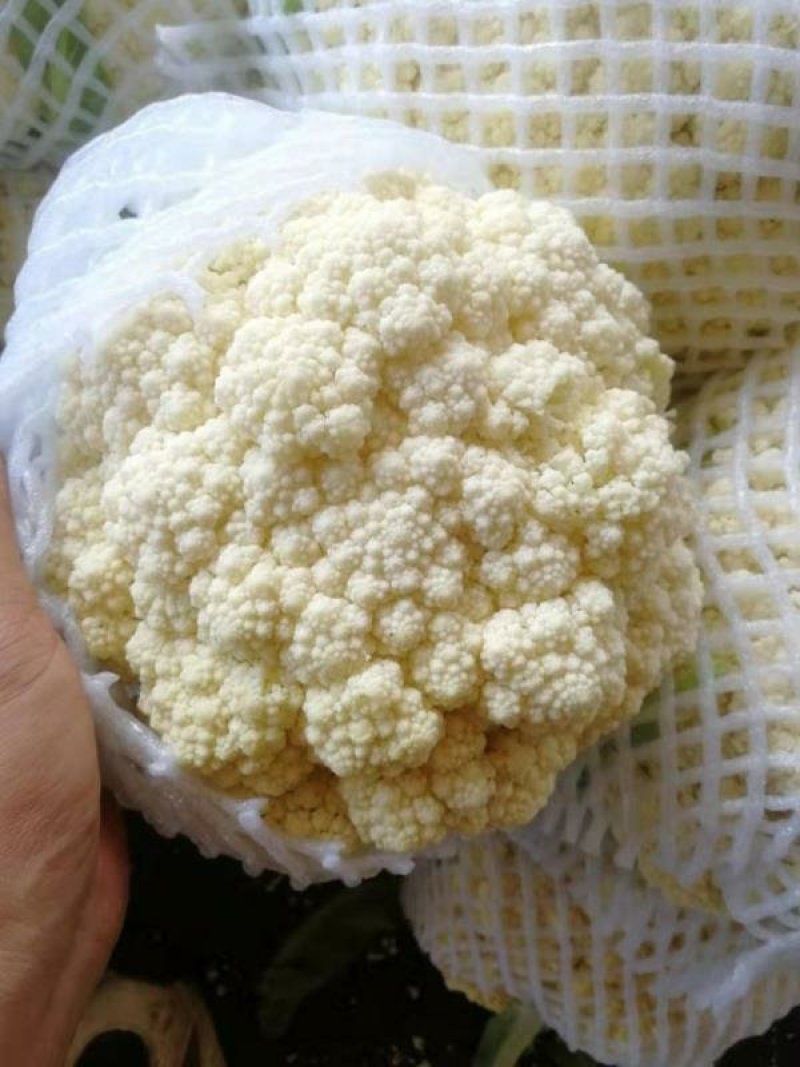 精品有机菜花，质量优，颜色白