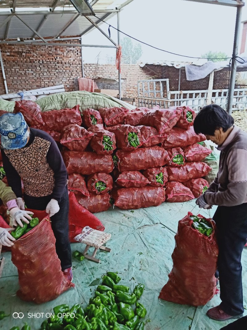 山东太空椒/精品太空椒/新鲜辣椒/基地直供对接全国市场