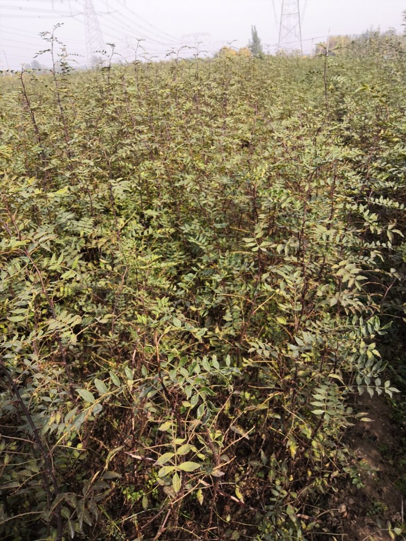 大花椒苗基地大红袍花椒苗，狮子头九叶青无刺花椒苗