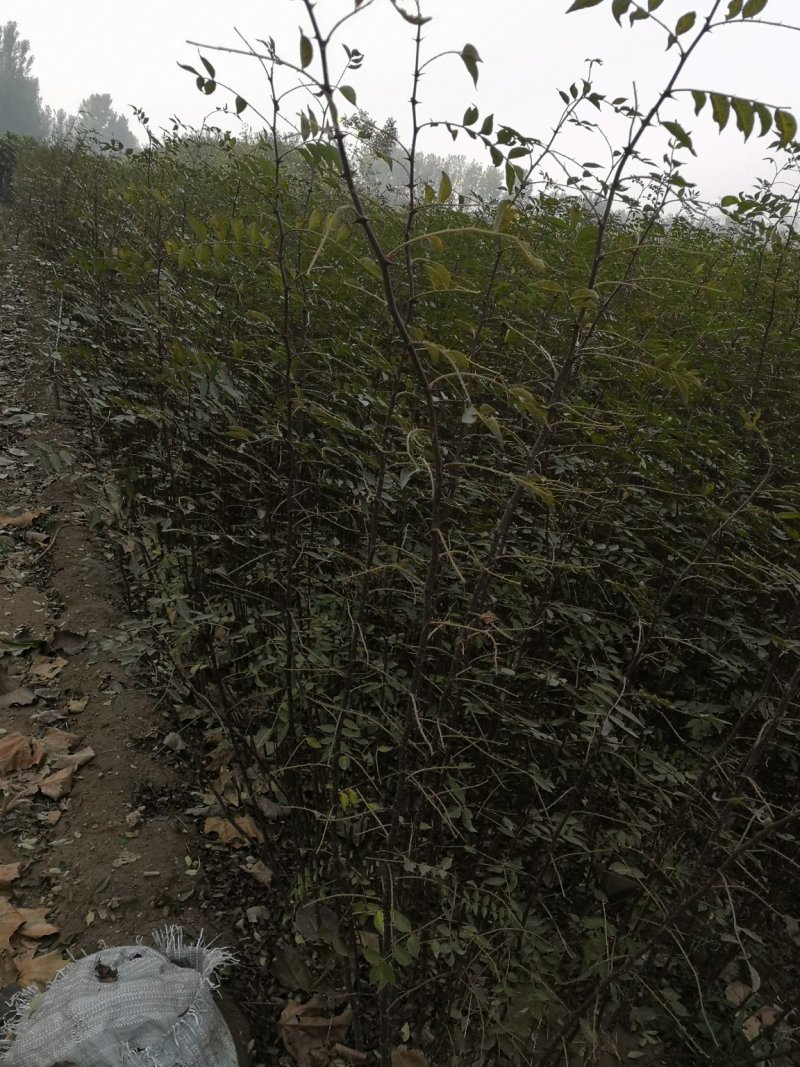 大花椒苗基地大红袍花椒苗，狮子头九叶青无刺花椒苗