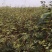 大花椒苗基地大红袍花椒苗，狮子头九叶青无刺花椒苗