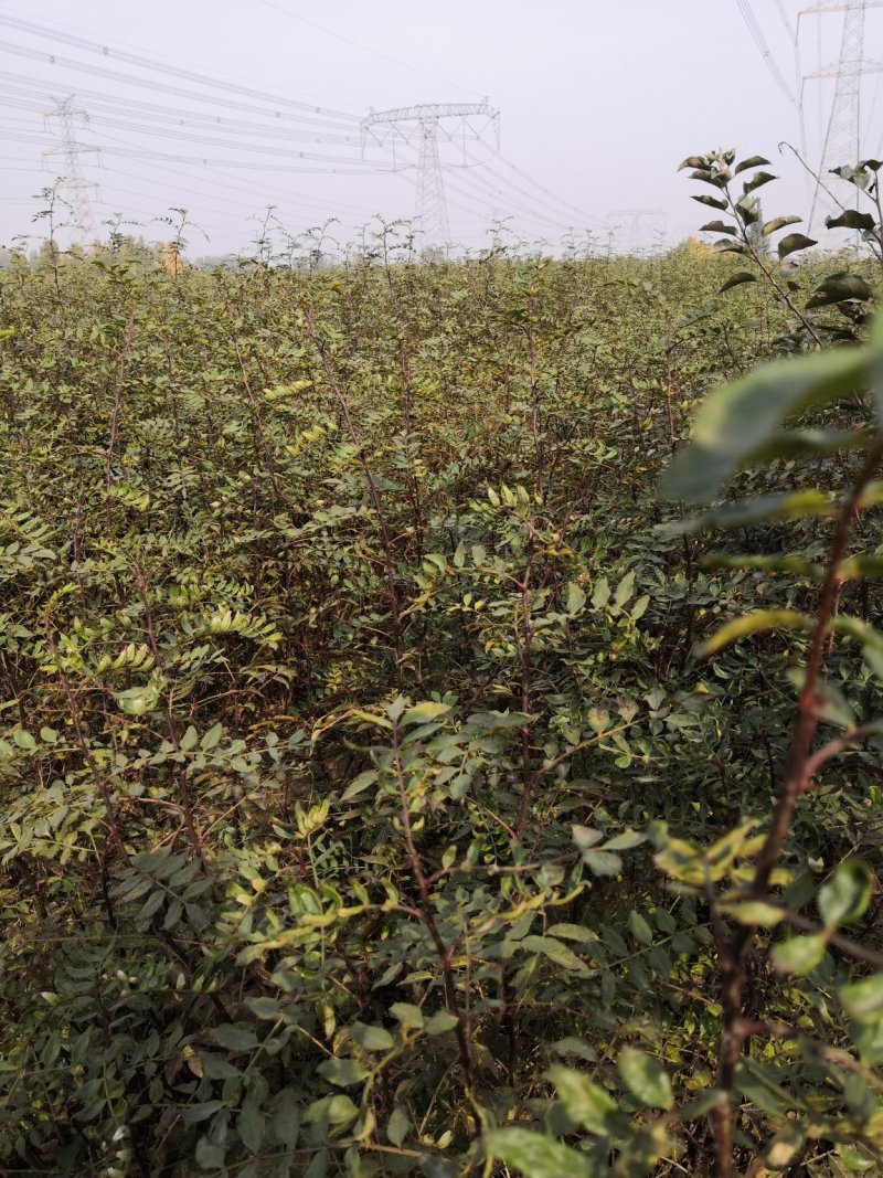 大花椒苗基地大红袍花椒苗，狮子头九叶青无刺花椒苗