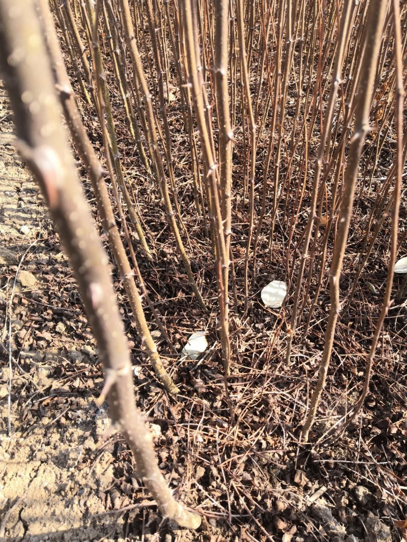 大花椒苗基地大红袍花椒苗，狮子头九叶青无刺花椒苗