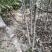 大花椒苗基地大红袍花椒苗，狮子头九叶青无刺花椒苗