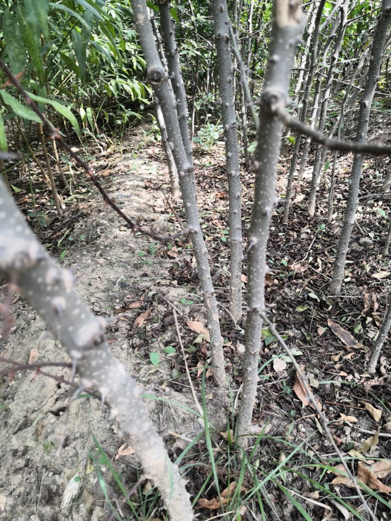 大花椒苗基地大红袍花椒苗，狮子头九叶青无刺花椒苗