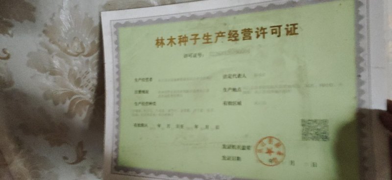 肿节风种子
