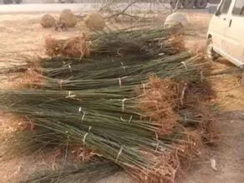 国槐槐树苗国槐苗国槐树苗国槐小苗香花槐树苗庭院园林