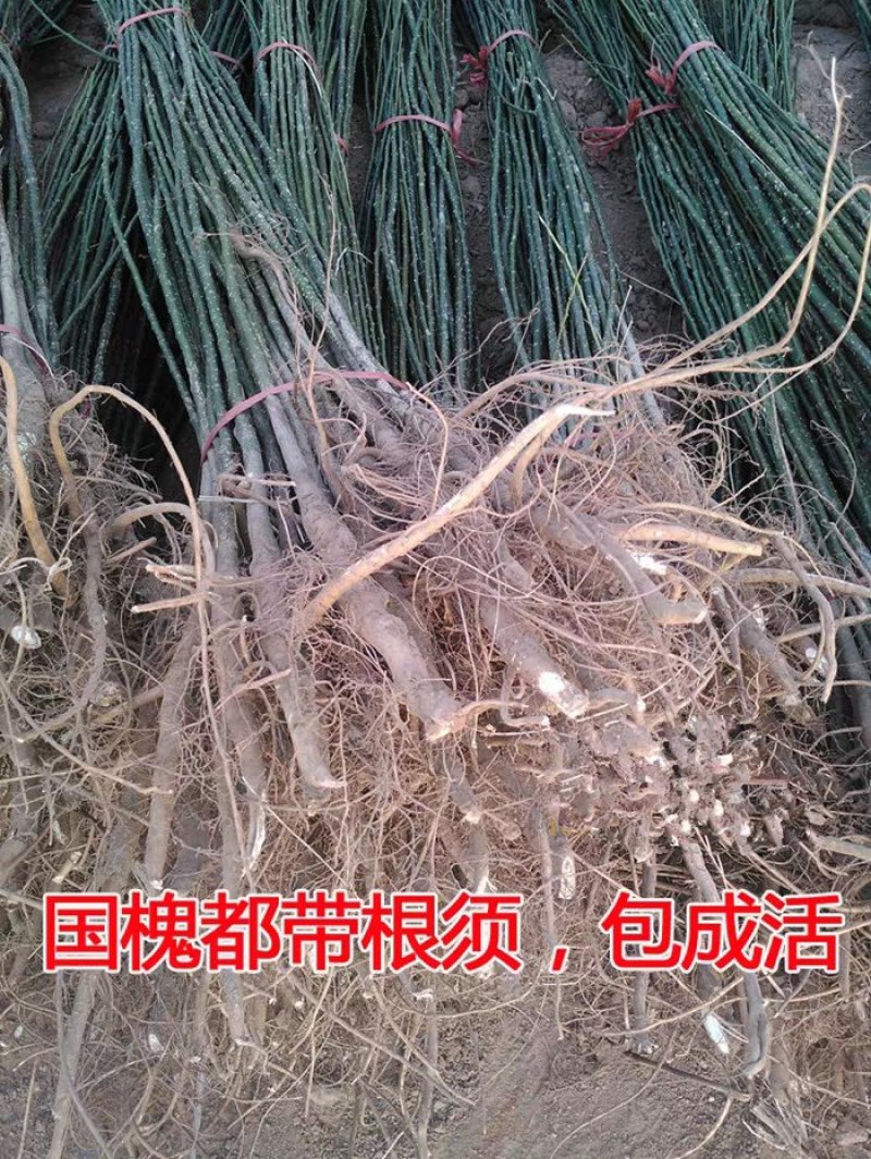 国槐槐树苗国槐苗国槐树苗国槐小苗香花槐树苗庭院园林