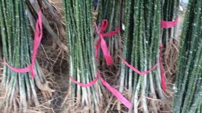 国槐槐树苗国槐苗国槐树苗国槐小苗香花槐树苗庭院园林