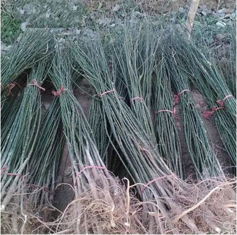 国槐槐树苗国槐苗国槐树苗国槐小苗香花槐树苗庭院园林