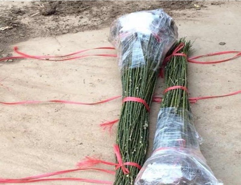 国槐槐树苗国槐苗国槐树苗国槐小苗香花槐树苗庭院园林