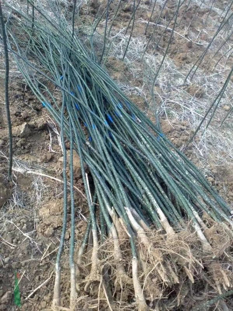 国槐槐树苗国槐苗国槐树苗国槐小苗香花槐树苗庭院园林