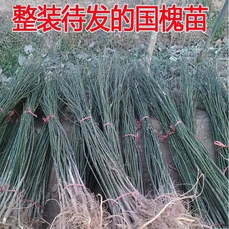 国槐槐树苗国槐苗国槐树苗国槐小苗香花槐树苗庭院园林