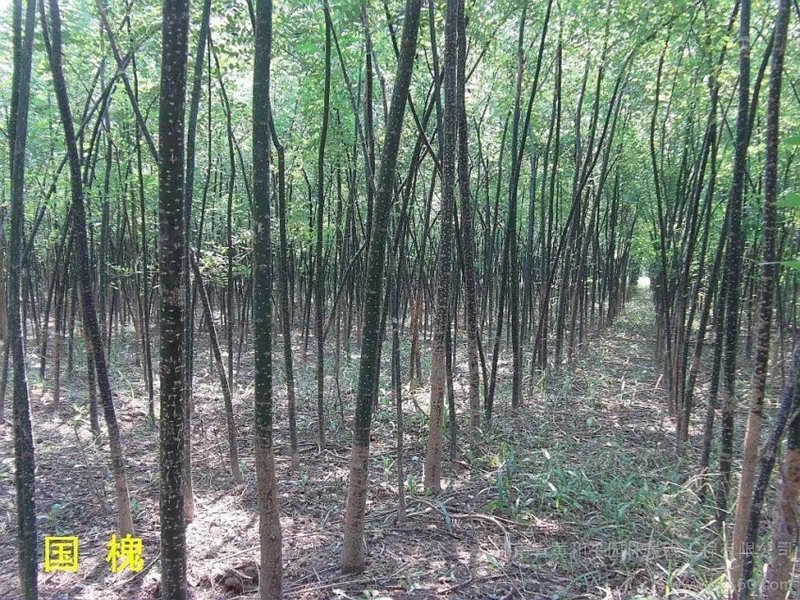 国槐槐树苗国槐苗国槐树苗国槐小苗香花槐树苗庭院园林