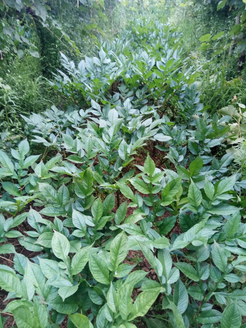 预防魔芋软腐病从一切可能抓起，装魔芋的框子都要经过消毒