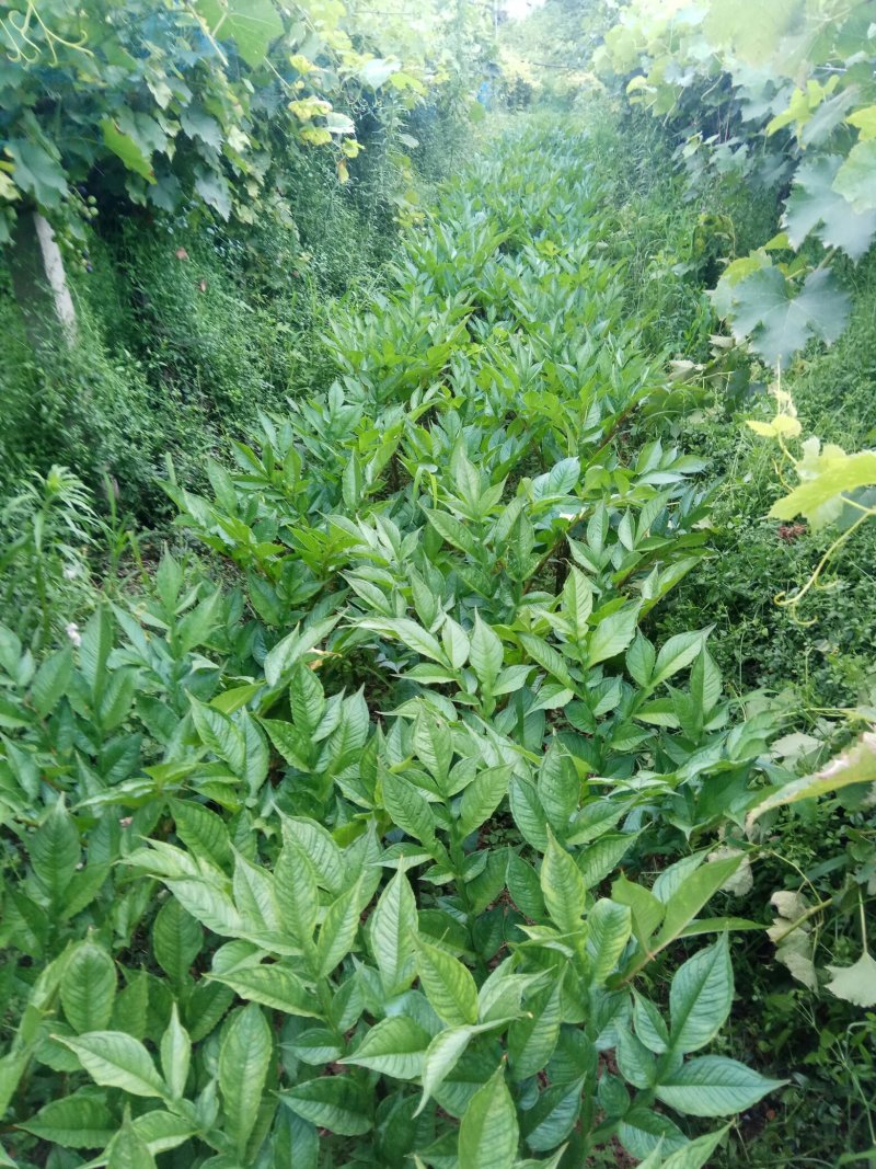 预防魔芋软腐病从一切可能抓起，装魔芋的框子都要经过消毒