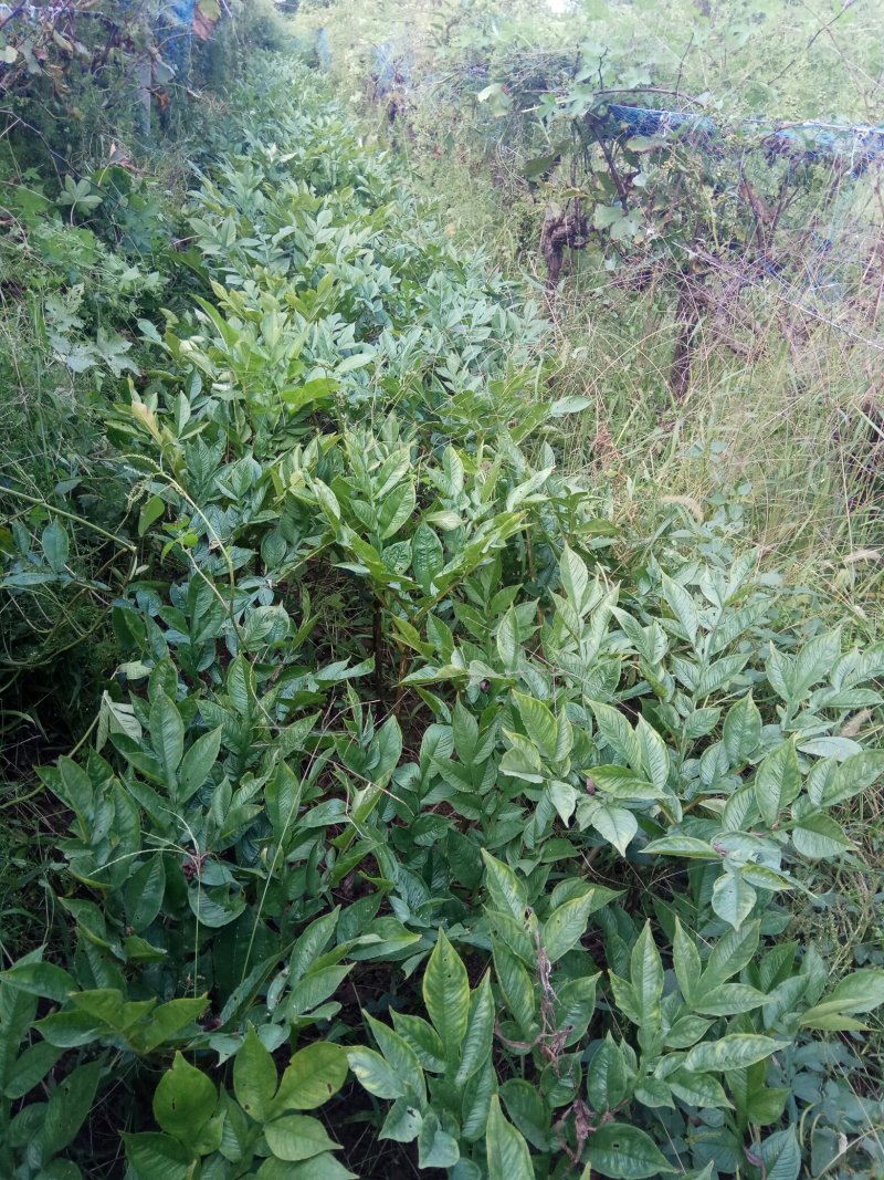 预防魔芋软腐病从一切可能抓起，装魔芋的框子都要经过消毒