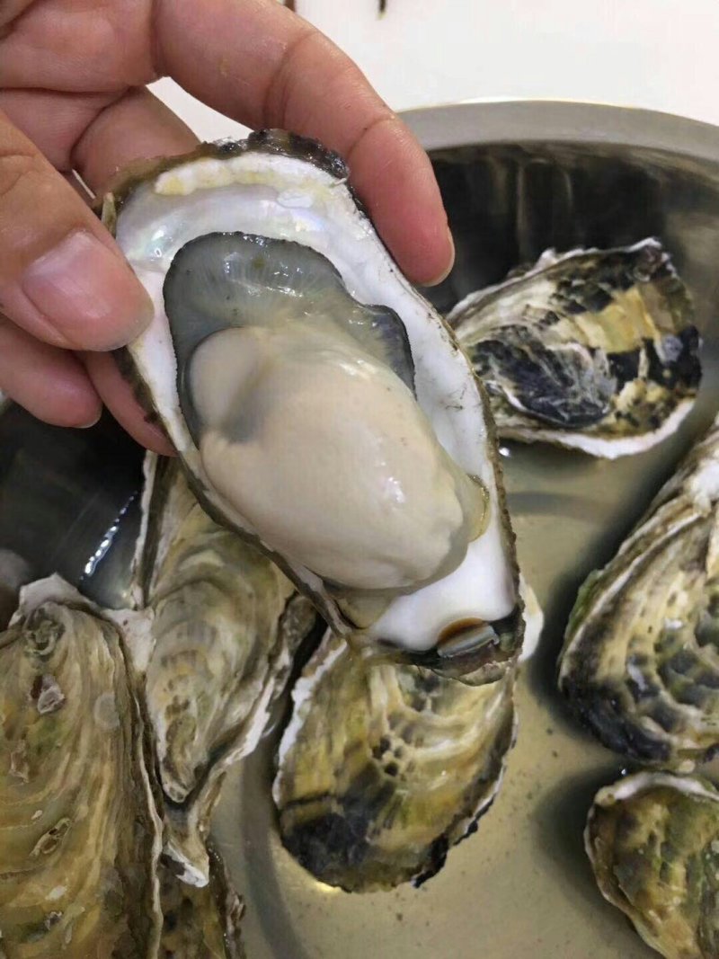 生蚝鲜活全壳新鲜深海牡蛎烧烤深海吊养海蛎子