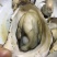 生蚝鲜活全壳新鲜深海牡蛎烧烤深海吊养海蛎子