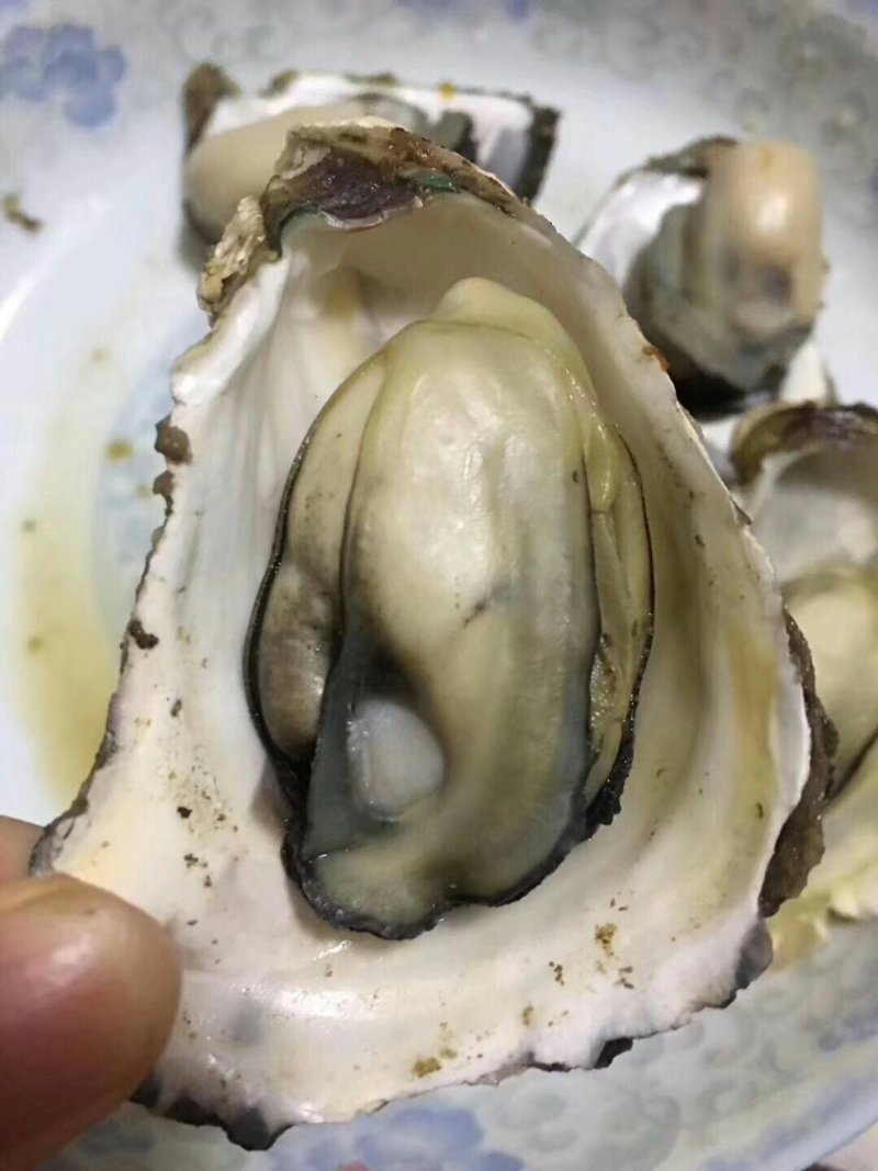 生蚝鲜活全壳新鲜深海牡蛎烧烤深海吊养海蛎子
