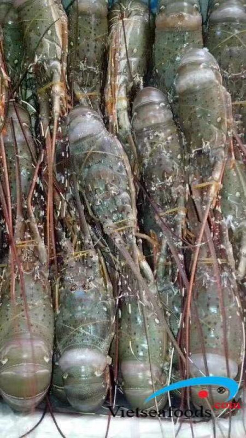 龙虾批发