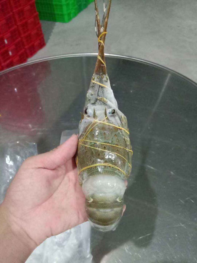 龙虾批发