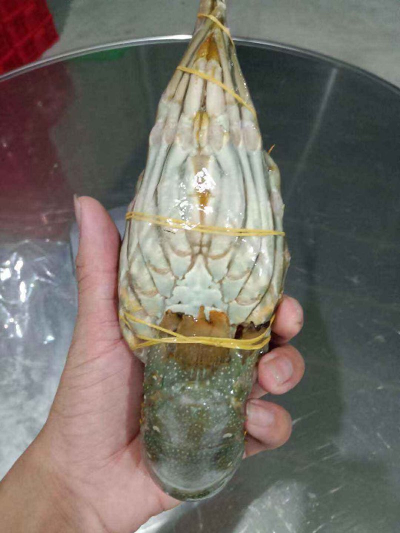 龙虾批发