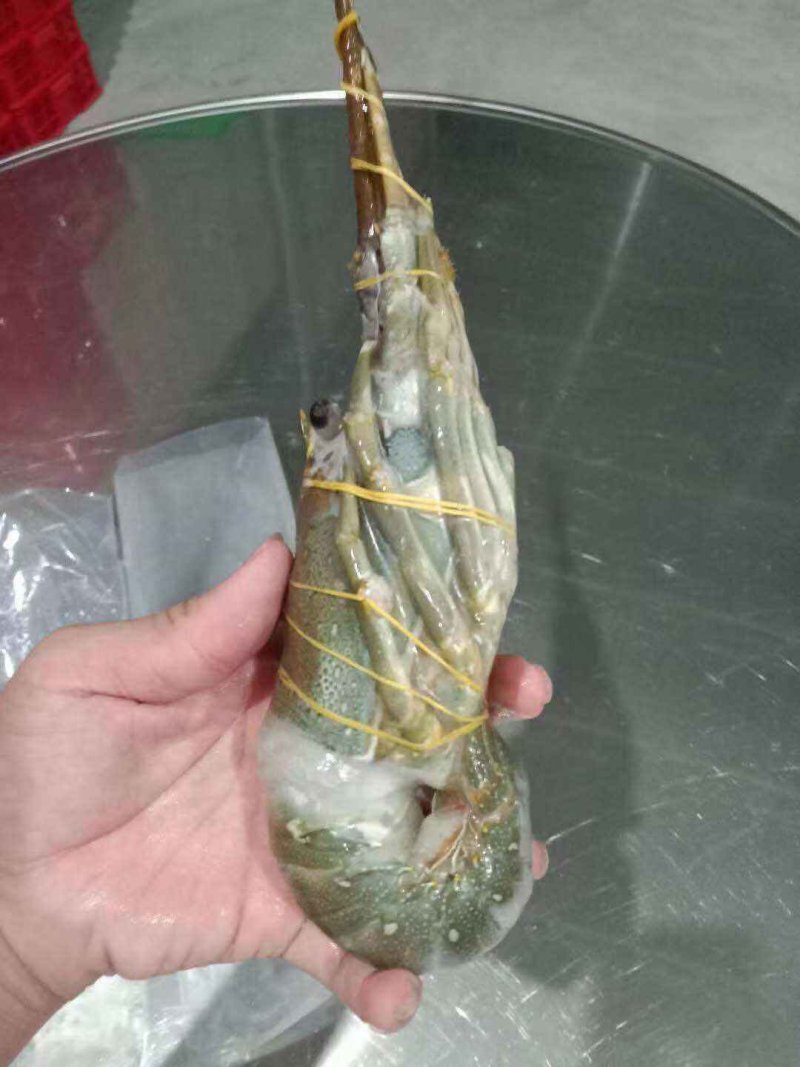 龙虾批发