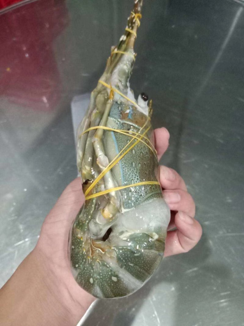 龙虾批发