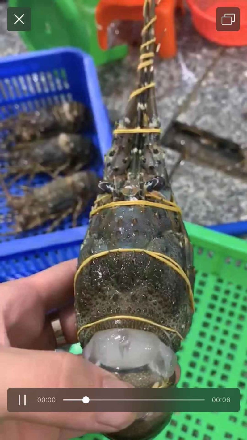龙虾批发