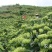 湘蕾金银花苗20~90cm【顺丰包邮】产量高，见效快。