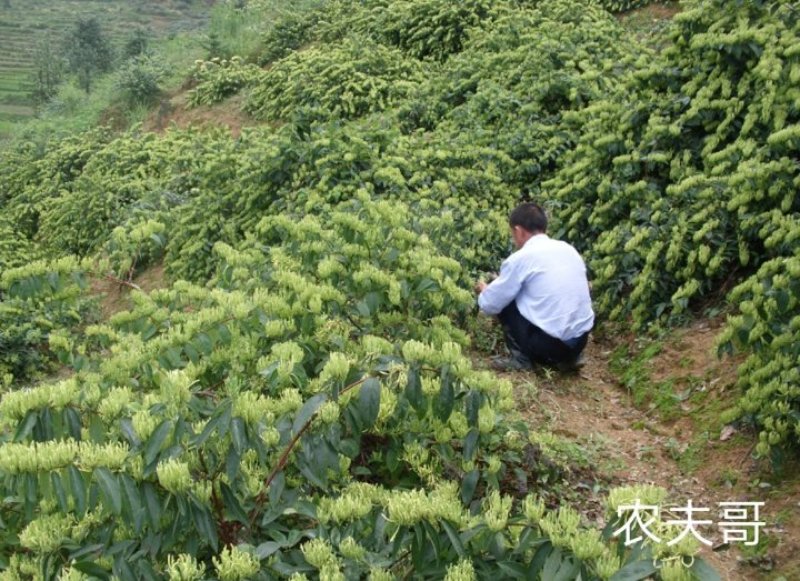 湘蕾金银花苗20~90cm【顺丰包邮】产量高，见效快。