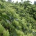 湘蕾金银花苗20~90cm【顺丰包邮】产量高，见效快。