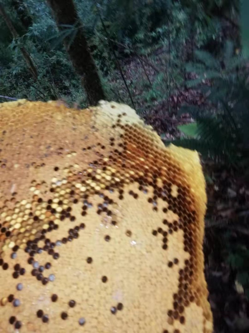 野生甜苦蜂蜜咖啡味道