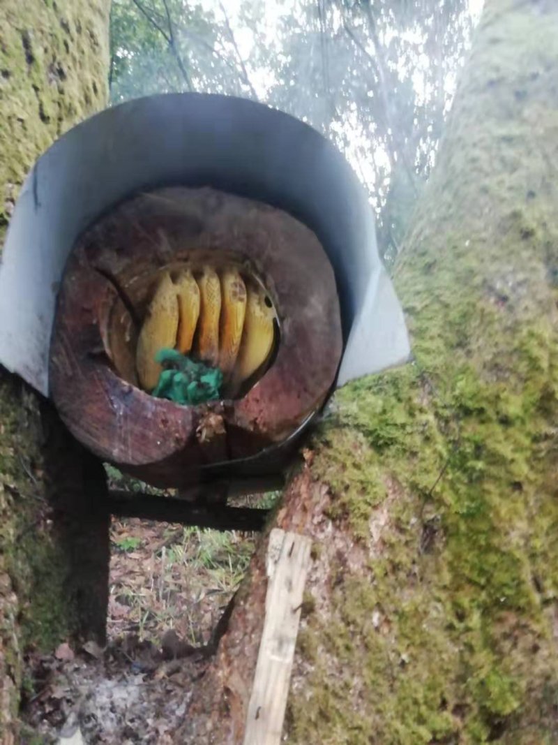 野生甜苦蜂蜜咖啡味道