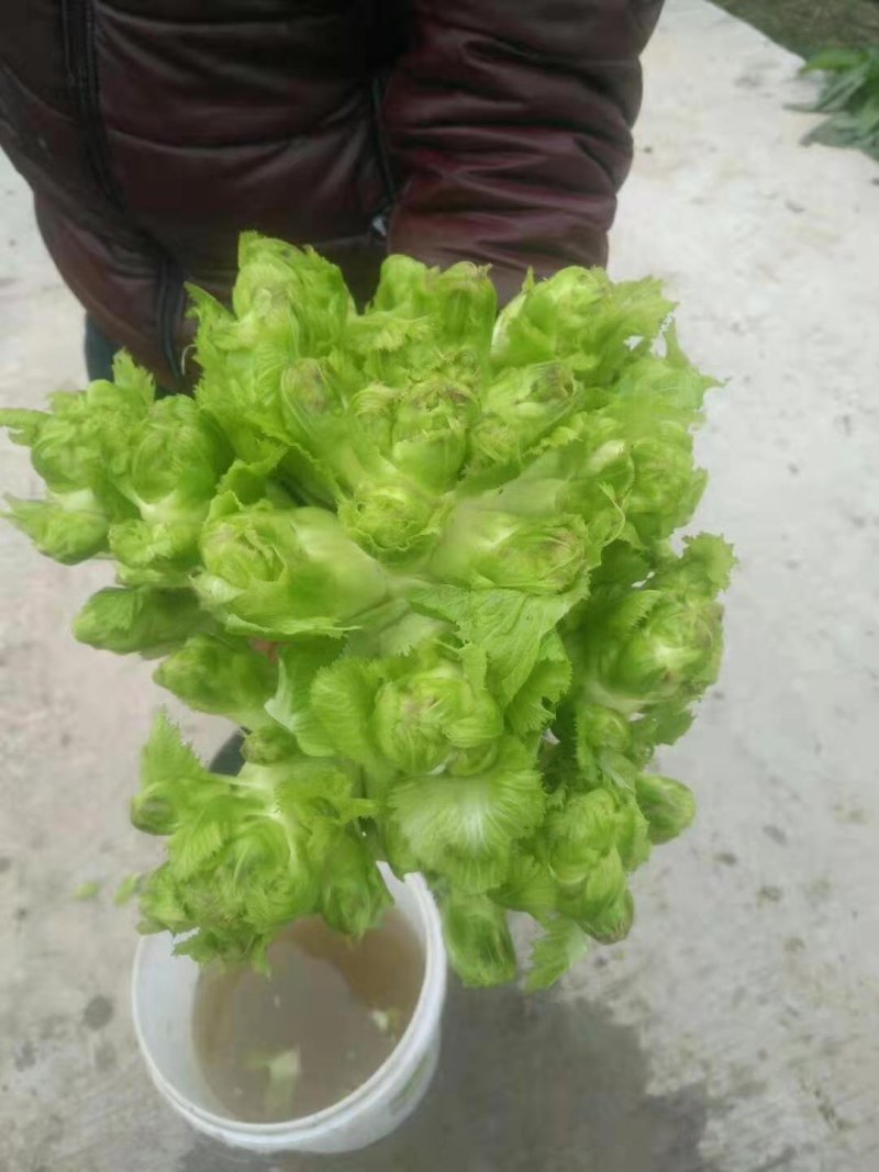 儿菜四川儿菜基地直供量大从优大小心都有