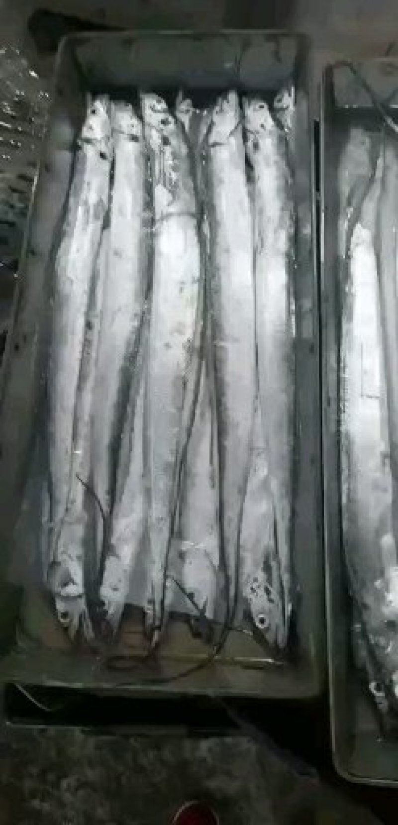 舟山精品带鱼