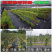 果园防草布除草布果树保湿布遮草布席园林农用地布地膜