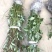 香樟苗四季常青庭院植物绿化苗香樟树苗小苗树苗