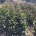 香樟苗四季常青庭院植物绿化苗香樟树苗小苗树苗