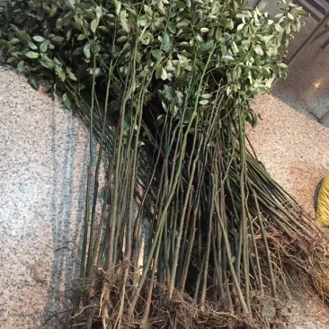 香樟苗四季常青庭院植物绿化苗香樟树苗小苗树苗