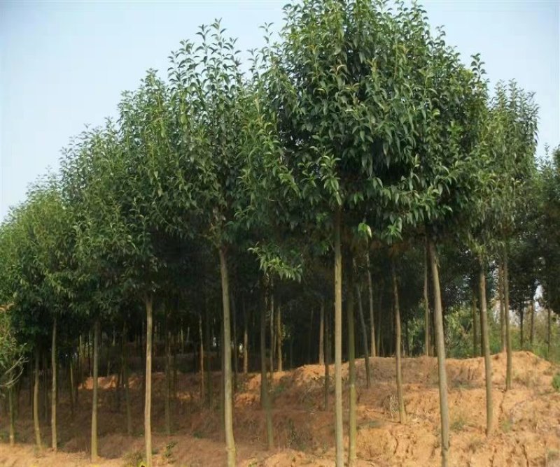 香樟苗四季常青庭院植物绿化苗香樟树苗小苗树苗