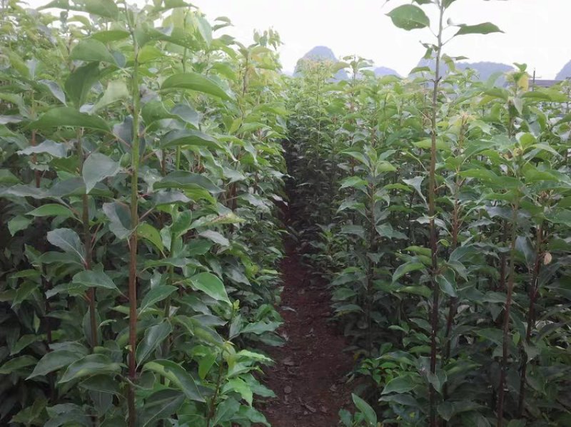 香樟苗四季常青庭院植物绿化苗香樟树苗小苗树苗