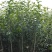 香樟苗四季常青庭院植物绿化苗香樟树苗小苗树苗