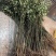 香樟苗四季常青庭院植物绿化苗香樟树苗小苗大叶树苗小苗