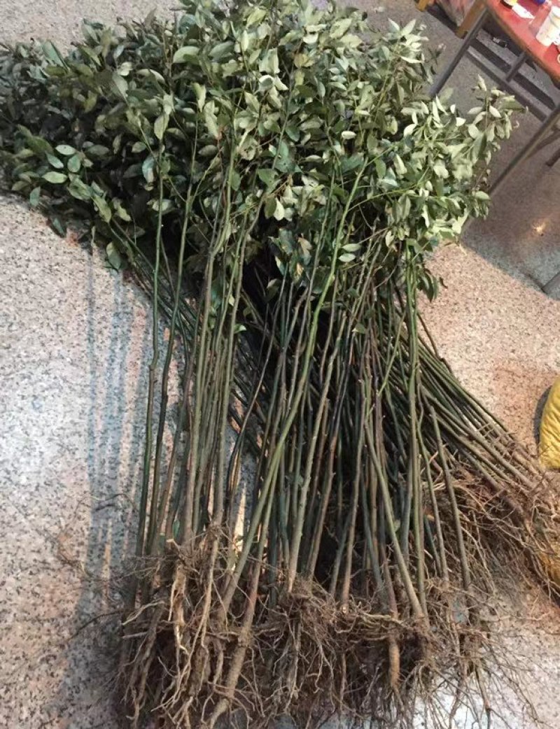 香樟苗四季常青庭院植物绿化苗香樟树苗小苗大叶树苗小苗