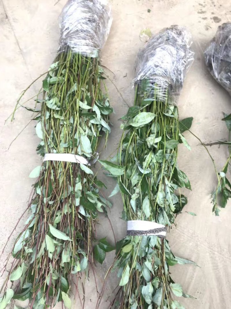 香樟苗四季常青庭院植物绿化苗香樟树苗小苗大叶树苗小苗