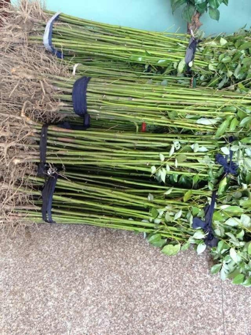 香樟苗四季常青庭院植物绿化苗香樟树苗小苗大叶树苗小苗